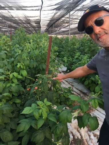 קטיף פירות יער ביקנעם אתר לגדול